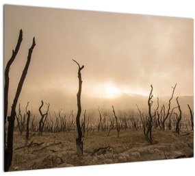 Sklenený obraz - Holé stromy (70x50 cm)