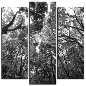 Obraz na plátne - Zelené stromy v lese - štvorec 3194QC (105x105 cm)