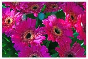 Obraz - kvety (90x60 cm)