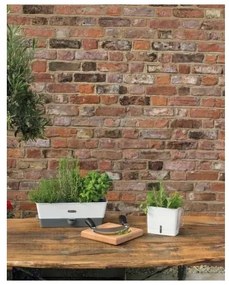 Cole&Mason - Nádoba na uchovanie rezaných byliniek