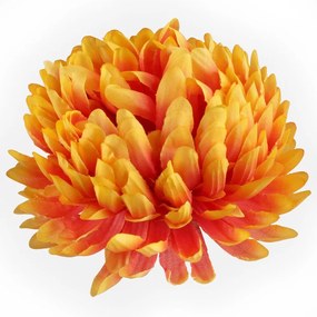 Schetelig Chryzantéma hlava, Oranžová-žltý okraj