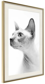 Artgeist Plagát - Hairless Cat [Poster] Veľkosť: 30x45, Verzia: Zlatý rám