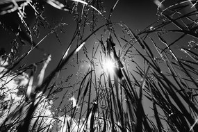 Fototapeta čiernobiely pohľad na slnko z trávy