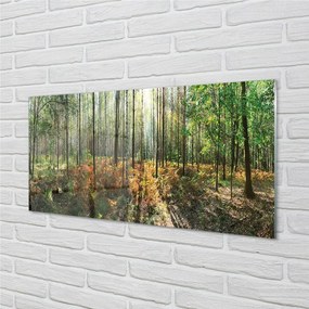 Sklenený obraz les breza 125x50 cm
