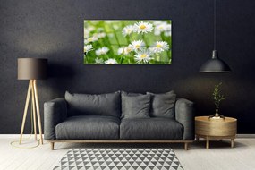 Skleneny obraz Sedmokráska kvet rastlina 100x50 cm