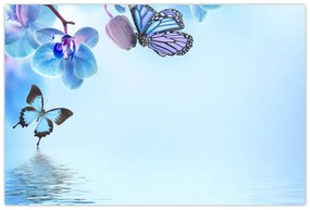 Obraz - Motýľ na kvetoch orchidey, modrý (90x60 cm)