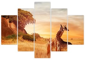 Obraz - Žirafy v Afrike (150x105 cm)