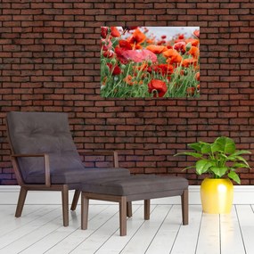 Obraz z poľa vlčích makov (70x50 cm)