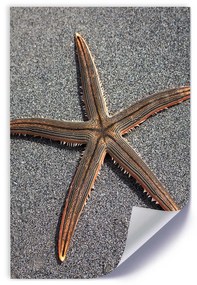 Gario Plagát Hviezdice na brehu mora Farba rámu: Bez rámu, Veľkosť: 20 x 30 cm