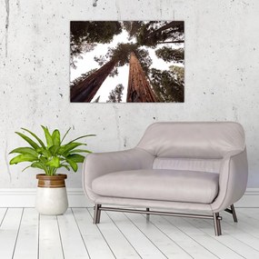 Obraz - Pohľad skrz koruny stromov (70x50 cm)