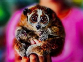 Slow Loris obraz sklenený viacfarebný