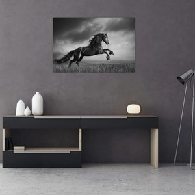 Obraz - Kôň čiernobiely (90x60 cm)