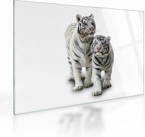 Sklenený obraz - Biely tiger (70x50 cm)