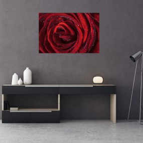 Obraz - Červená ruža s kvapkami rosy (90x60 cm)