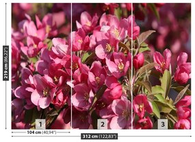 Fototapeta Vliesová Čerešňové kvety 208x146 cm