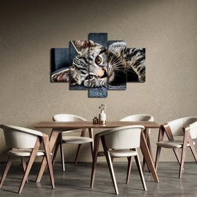 Obraz - Mačiatko (150x105 cm)