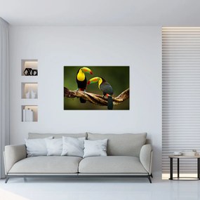 Obraz sediacich tukanov, Costa Rica (90x60 cm)