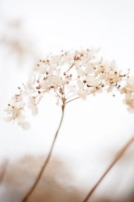 Fotografia Soft dried flower_brown, Studio Collection