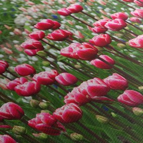 Obraz tulipánov (90x60 cm)