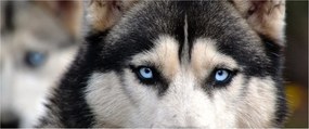Obraz psa husky (120x50 cm)