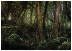 Sklenený obraz - Tajomný les (70x50 cm)