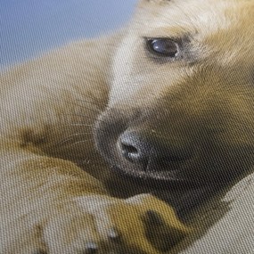Obraz ležiaceho šteňaťa (90x60 cm)