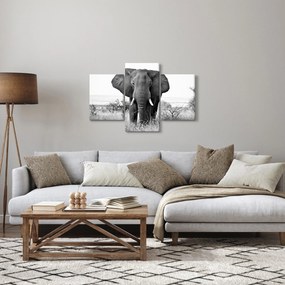 Obraz - Slon africký II. (90x60 cm)