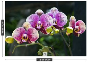 Fototapeta Vliesová Fialová orchidea 416x254 cm