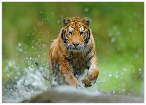Obraz - Bežiaci tiger (70x50 cm)