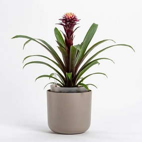 Plastia Samozavlažovací kvetináč Tolita hnedá, pr. 19 cm, pr. 19 cm