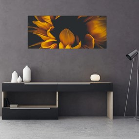 Obraz - Slnečnica v čiernom pozadí (120x50 cm)