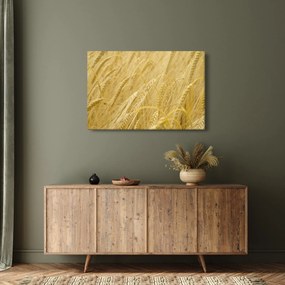 Obraz - Jačmeň (90x60 cm)