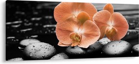 Obraz - Oranžové orchidey (120x50 cm)