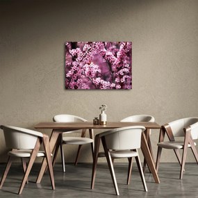 Obraz - Ružová sakura (70x50 cm)