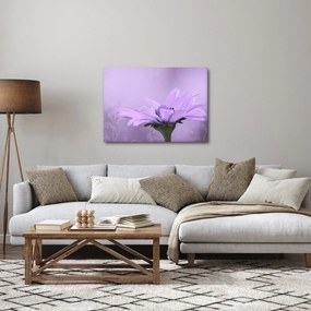Obraz - Fialový kvet (70x50 cm)
