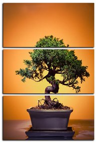 Obraz na plátne - Bonsai - obdĺžnik 7244B (90x60 cm  )