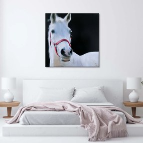 Obraz na plátně Zvířata bílého koně - 40x40 cm