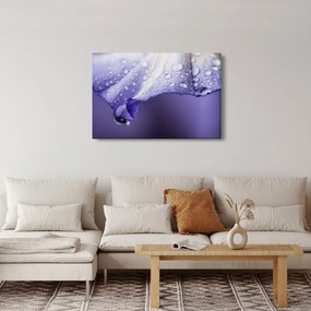 Obraz - Okvetný lístok s kvapkami (90x60 cm)
