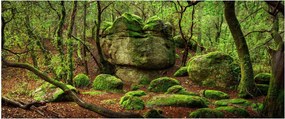 Obraz čarovného lesa (120x50 cm)