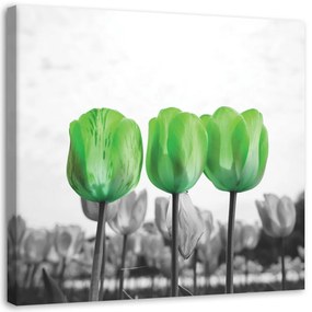 Obraz na plátně Květiny Zelené tulipány - 50x50 cm