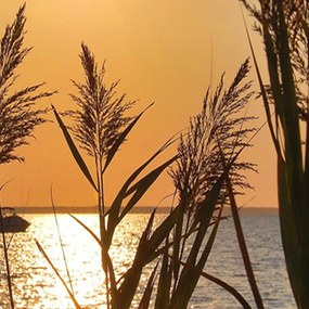 Ozdobný paraván Západ slunce u jezera - 180x170 cm, päťdielny, obojstranný paraván 360°