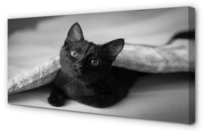 Obraz na plátne Mačka pod prikrývkou 140x70 cm