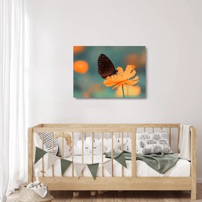 Sklenený obraz - motýľ na oranžovom kvete (70x50 cm)
