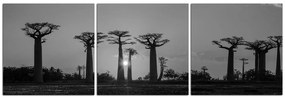 Obraz na plátne - Baobaby pri západe Slnka - panoráma. 503ČB (150x50 cm)