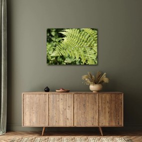 Obraz - Papradinový list (70x50 cm)