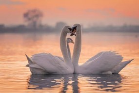 Fotografia Swans floating on lake during sunset, SimonSkafar, (40 x 26.7 cm)