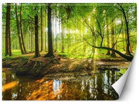 Gario Fototapeta Potok v lese pri východe slnka Materiál: Vliesová, Rozmery: 300 x 210 cm