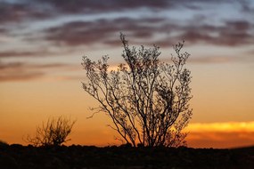 Fototapeta konáriky v západe slnka - 150x100