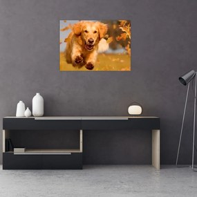 Sklenený obraz - Zlatý retriever (70x50 cm)