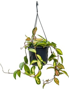 Hoya carnosa "tricolor" hanger 14x20 cm